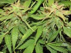 Auto Red Devil от Негоро
