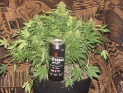 Auto Red Devil