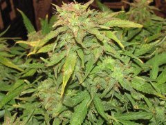 Auto Red Devil от Негоро