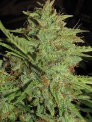Auto Big-Devil-2  Bulk seeds