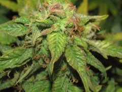 Auto Red Devil
