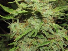 Auto Big-Devil-2  Bulk seeds