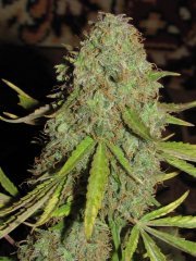 Auto Lemon Skunk [Bulk seed bank]