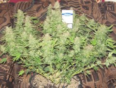 Auto Big Devil-2 от Bulk seed bank