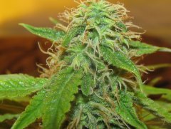 Auto Lemon Skunk