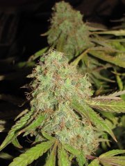 Auto Lemon Skunk [Bulk seed bank]