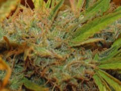 Auto Lemon Skunk [Bulk seed bank]