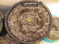 Auto Lemon Skunk ♀