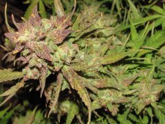 Auto Big Devil-2 от Bulk seed bank