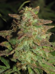 Auto Big Devil-2 от Bulk seed bank