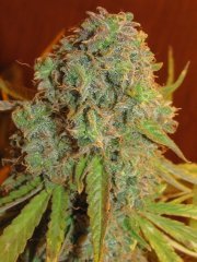 Auto Lemon Skunk [Bulk seed bank]