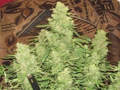Auto Big-Devil-2  Bulk seeds