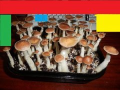 Последние минуты жизни