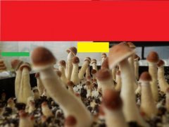 они=))