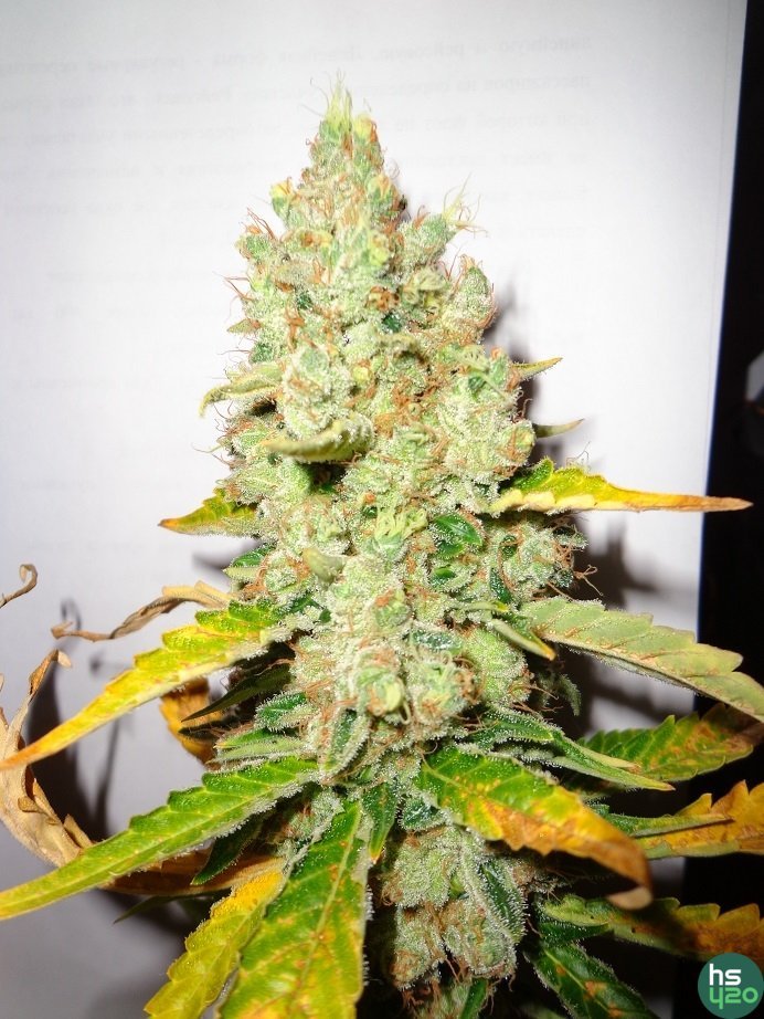 Hash Passion & Great White Shark