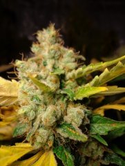 Great White Shark