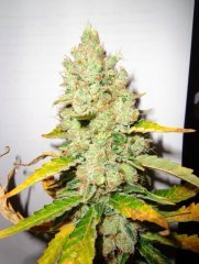 Great White Shark