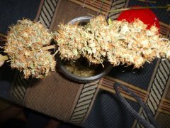 Hash Passion (Seedsman)