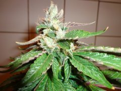 LA Confidential