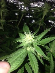 Silver haze 86 дней