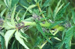 Buddha Purple Kush