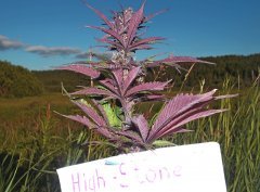 Red Poison (Sweet seeds)