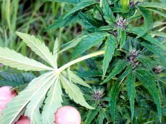 Buddha Purple Kush лист