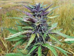 Buddha Purple Kush