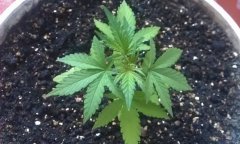 Bloody Skunk