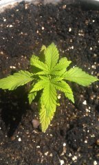 Bloody Skunk Fem