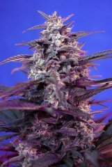 Bloody Skunk auto от Sweet Seeds