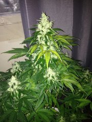 Vertigo (Paradise seeds), с посадки 64 дней