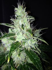 Vertigo (Paradise seeds), с посадки 64 дней