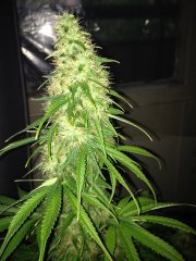 Vertigo (Paradise seeds), с посадки 64 дней