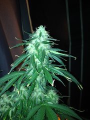Vertigo (Paradise seeds), с посадки 64 дней