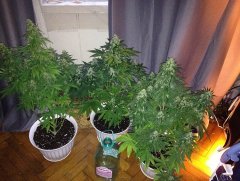 Vertigo (Paradise seeds), с посадки 64 дней