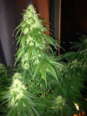 Vertigo (Paradise seeds), с посадки 64 дней