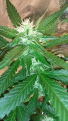 Blueberry Auto
