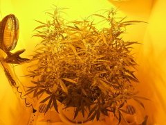 Cheese auto (dinafem) 41day