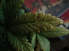 DSC00224