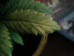 DSC00223