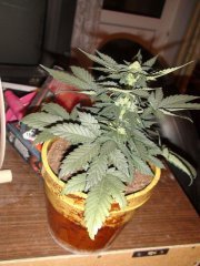 DSC00198