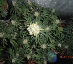 Blueberry