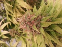 20141010 081506