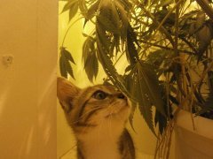 кот