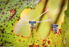 insects