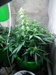AutoLowryder fem#2