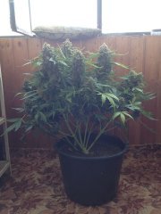 Auto Jack Herer от Адвансед сидс 66 дней 270г