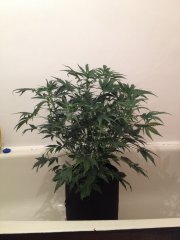 HAZE GOM auto, 30 дней от каски