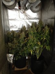WW auto от GHS и Auto Jack Herer от Адвансед сидс 75 дней от каски, ХВ